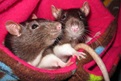 Check out these sweet baby girl rats!